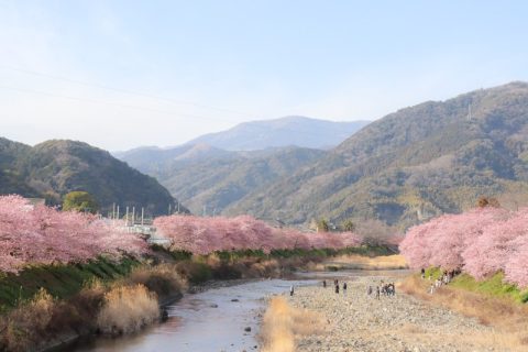 ◆静岡県伊豆半島◆毎年大人気のイベント『河津桜まつり』開催中の河津町でピンク色の景色に浸ろう♪
