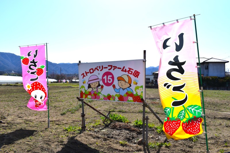 いちご狩り,富士山,甲府
