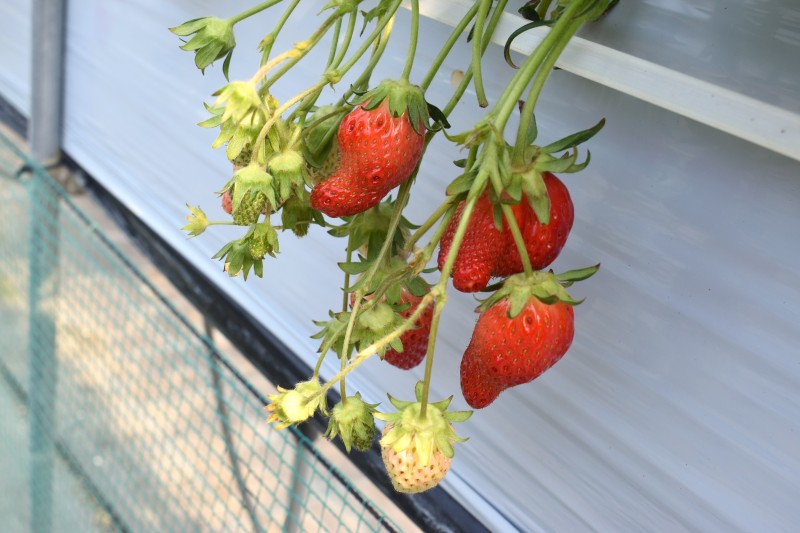 いちご狩り,富士山,甲府