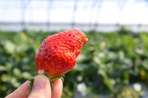 【富士五湖周辺】今がシーズン！甲府で春を味わういちご狩りの穴場