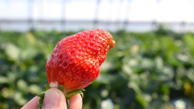 いちご狩り,富士山,甲府