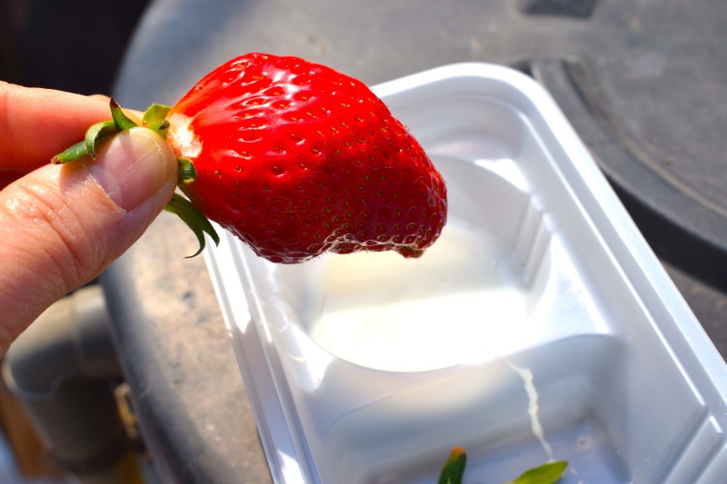 いちご狩り,富士山,甲府