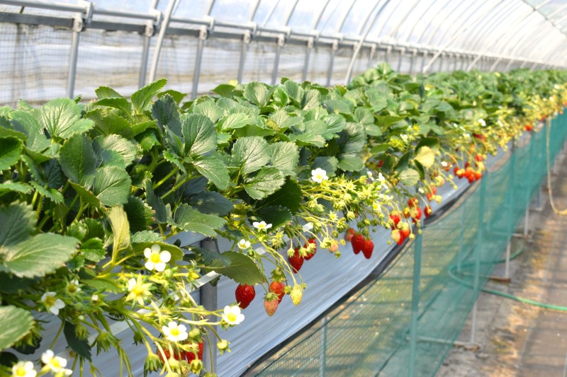 いちご狩り,富士山,甲府