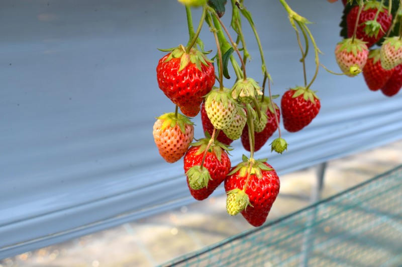 いちご狩り,富士山,甲府