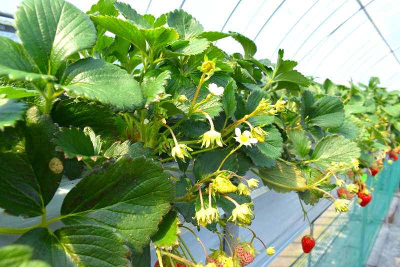 いちご狩り,富士山,甲府