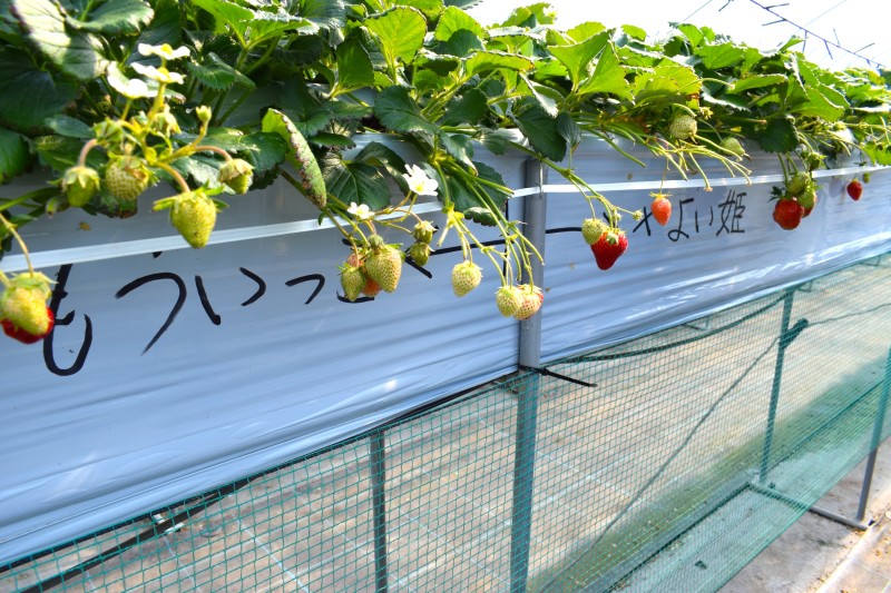 いちご狩り,富士山,甲府