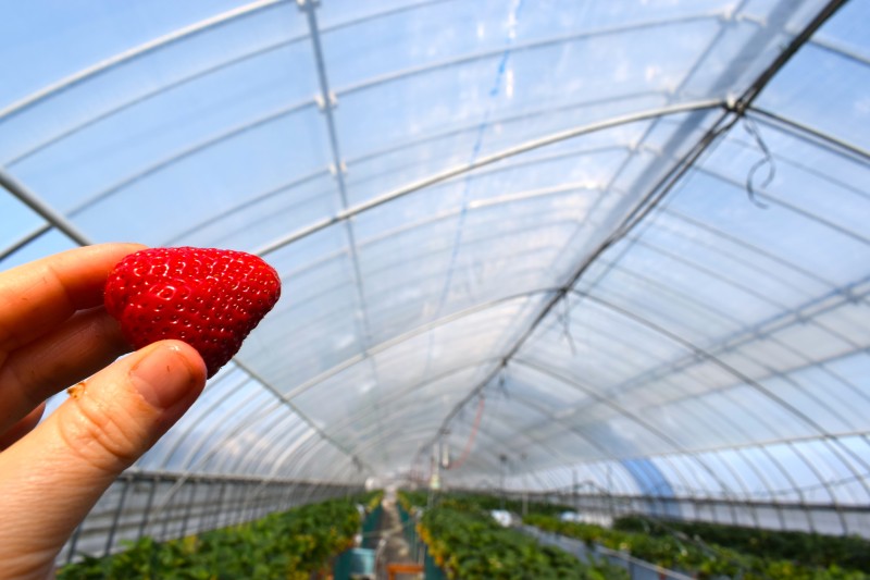 いちご狩り,富士山,甲府