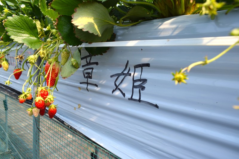 いちご狩り,富士山,甲府