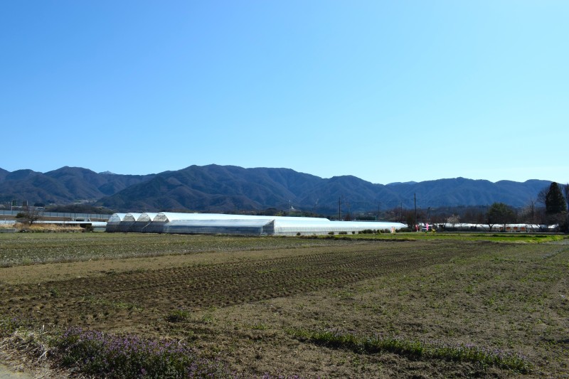 いちご狩り,富士山,甲府