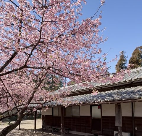 春の訪れを告げる『河津桜』。おすすめスポット２つご紹介！【群馬県太田市】で一足早く「桜」のお花見をしてきました！
