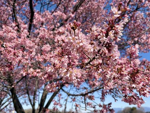 【群馬県伊勢崎市】桜リレーが始まりました！『オカメザクラ』も見頃を迎えています！