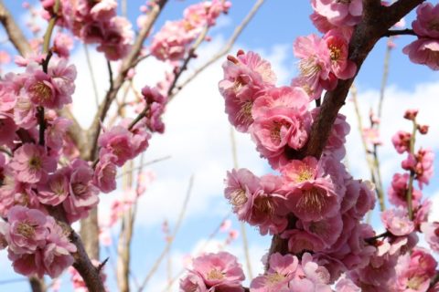 【群馬県安中市】“ぐんま三大梅林”のひとつ『秋間梅林』で梅の花を愛でよう！